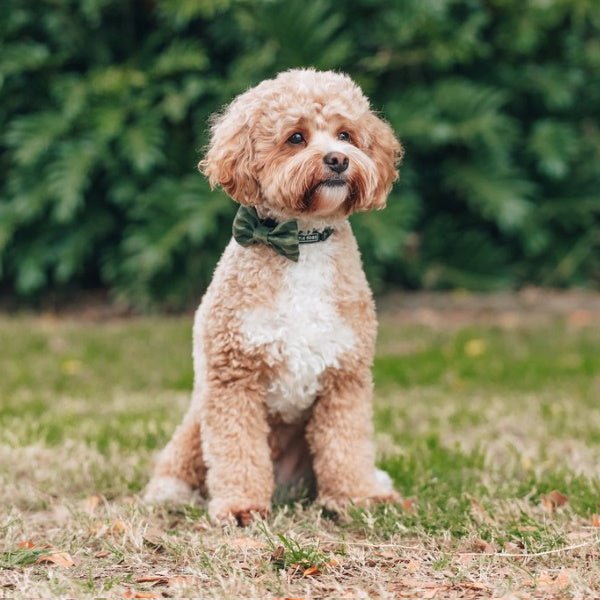 Big & Little Dogs Camouflaged Collar & Bow Tie - Collar & Bow Ties from Big & Little Dogs at DoggyTopia