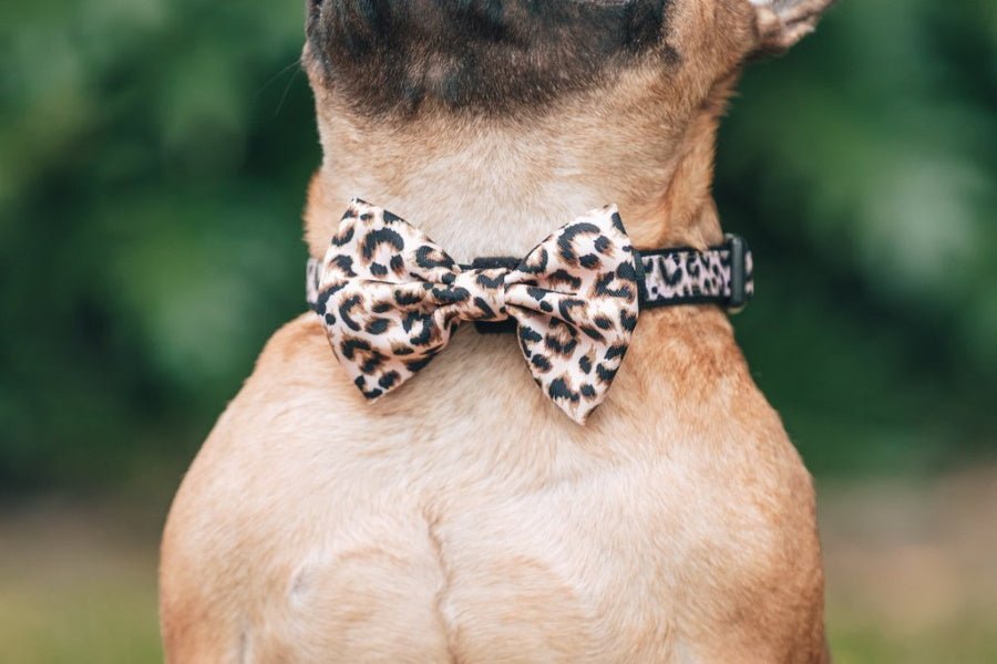 Big & Little Dogs Luxurious Leopard Collar & Bow Tie - Collar & Bow Ties from Big & Little Dogs at DoggyTopia