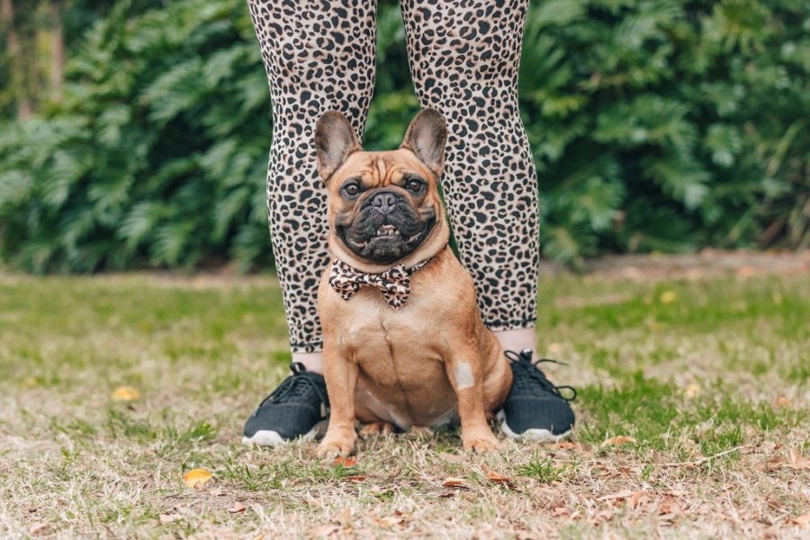 Big & Little Dogs Luxurious Leopard Collar & Bow Tie - Collar & Bow Ties from Big & Little Dogs at DoggyTopia
