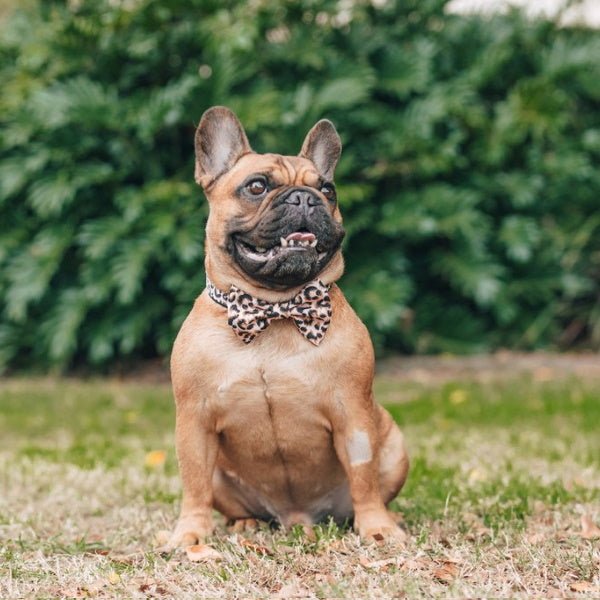 Big & Little Dogs Luxurious Leopard Collar & Bow Tie - Collar & Bow Ties from Big & Little Dogs at DoggyTopia