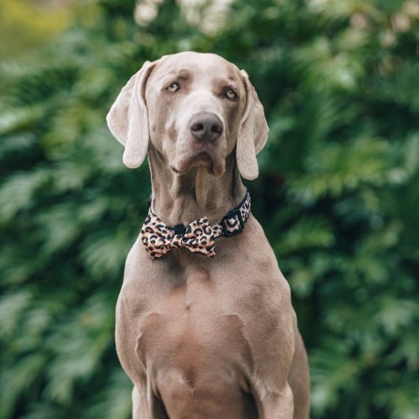 Big & Little Dogs Luxurious Leopard Collar & Bow Tie - Collar & Bow Ties from Big & Little Dogs at DoggyTopia