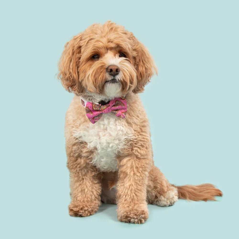 Big & Little Dogs Pink Fairy Bread Collar & Bow Tie - Collar & Bow Ties from Big & Little Dogs at DoggyTopia