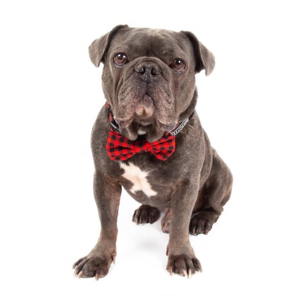Big & Little Dogs Plaid to the Bone Collar & Bow Tie - Collar & Bow Ties from Big & Little Dogs at DoggyTopia