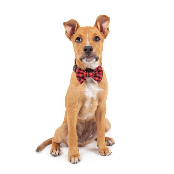 Big & Little Dogs Plaid to the Bone Collar & Bow Tie - Collar & Bow Ties from Big & Little Dogs at DoggyTopia