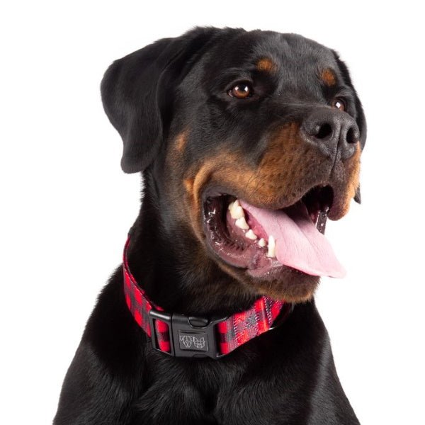Big & Little Dogs Plaid to the Bone Collar & Bow Tie - Collar & Bow Ties from Big & Little Dogs at DoggyTopia