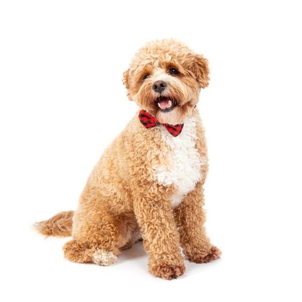 Big & Little Dogs Plaid to the Bone Collar & Bow Tie - Collar & Bow Ties from Big & Little Dogs at DoggyTopia