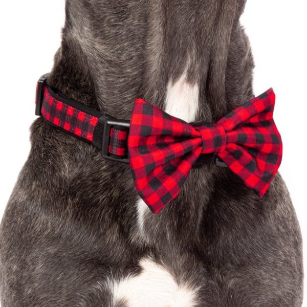 Big & Little Dogs Plaid to the Bone Collar & Bow Tie - Collar & Bow Ties from Big & Little Dogs at DoggyTopia