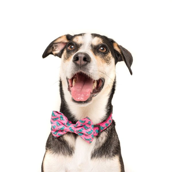 Big & Little Dogs Princess - asaurus Collar & Bow Tie - Collar & Bow Ties from Sale at DoggyTopia