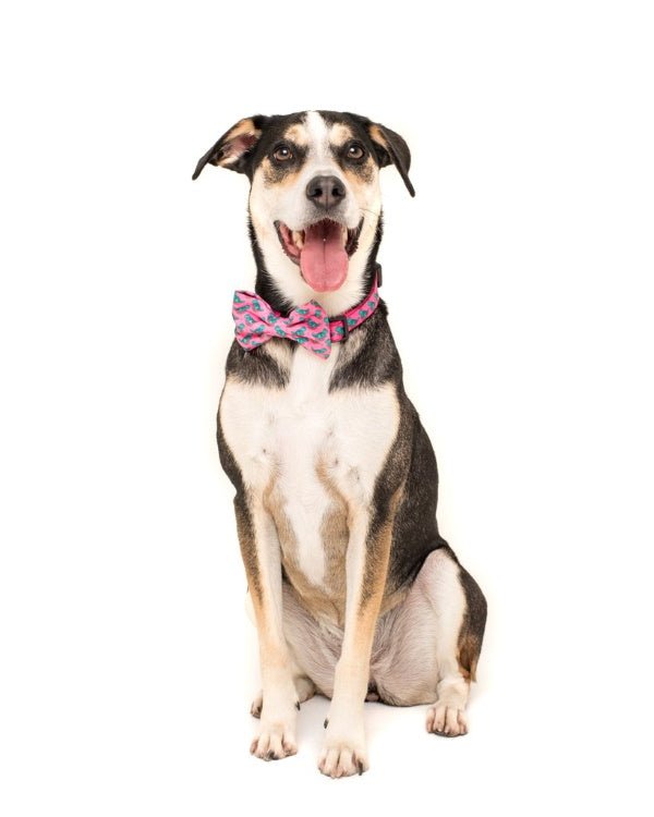 Big & Little Dogs Princess - asaurus Collar & Bow Tie - Collar & Bow Ties from Sale at DoggyTopia