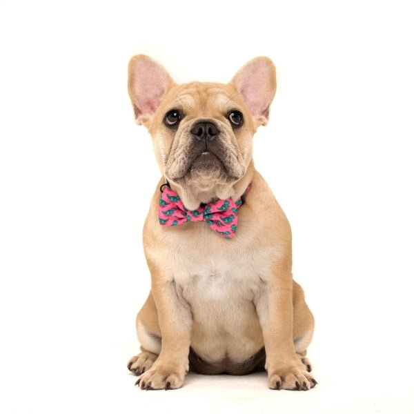 Big & Little Dogs Princess - asaurus Collar & Bow Tie - Collar & Bow Ties from Sale at DoggyTopia