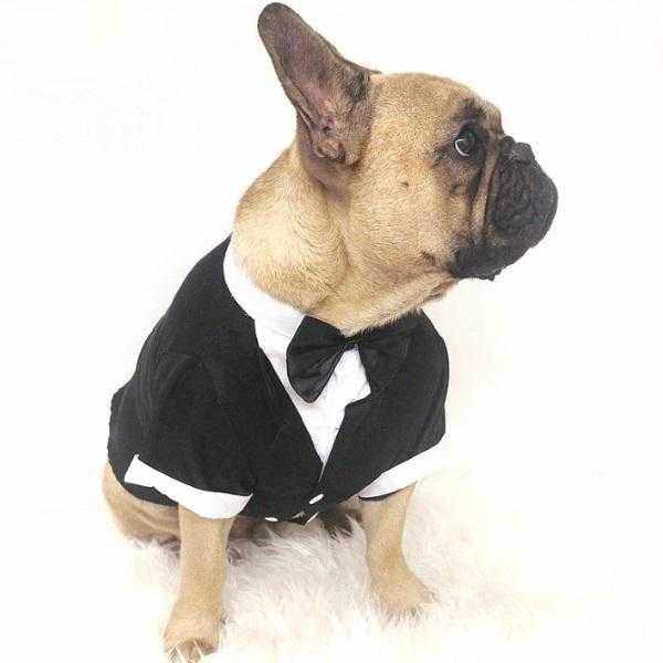 Black Tuxedo Small - Medium Dogs - Tuxedo from . at DoggyTopia