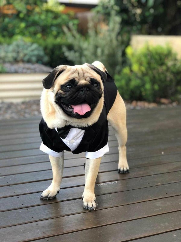 Black Tuxedo Small - Medium Dogs - Tuxedo from . at DoggyTopia