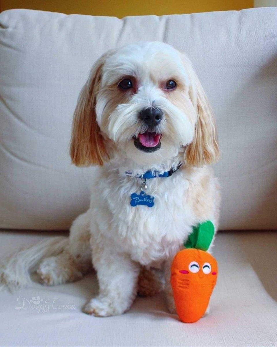 Carrot Squeaker Dog Toy - Plush Toys from . at DoggyTopia