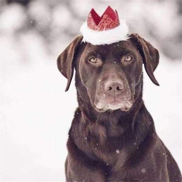 Christmas Party Crown & Bow Tie Collar - Christmas Hat from Sale at DoggyTopia