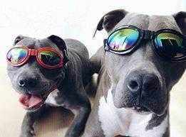 Classic Dog Goggles - Dog Goggles from . at DoggyTopia