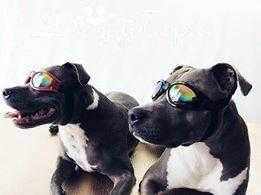 Classic Dog Goggles - Dog Goggles from . at DoggyTopia