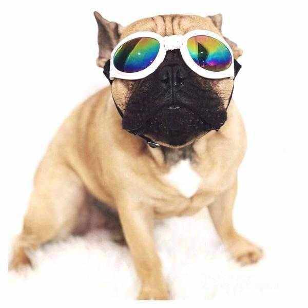 Classic Dog Goggles - Dog Goggles from . at DoggyTopia