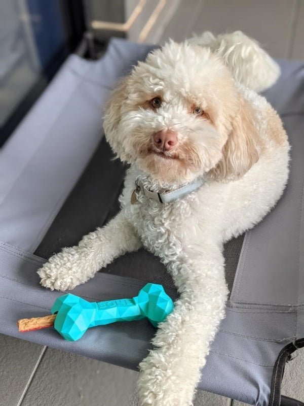 Diamond Rubber Bone - Enrichment Toys from . at DoggyTopia