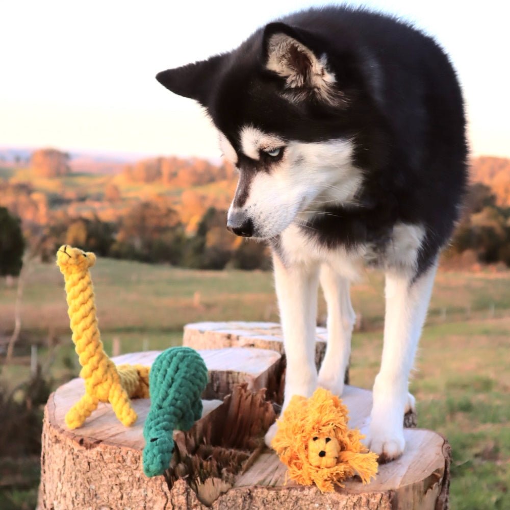 Dinosaur Rope Dog Toy - Rope Toys from . at DoggyTopia