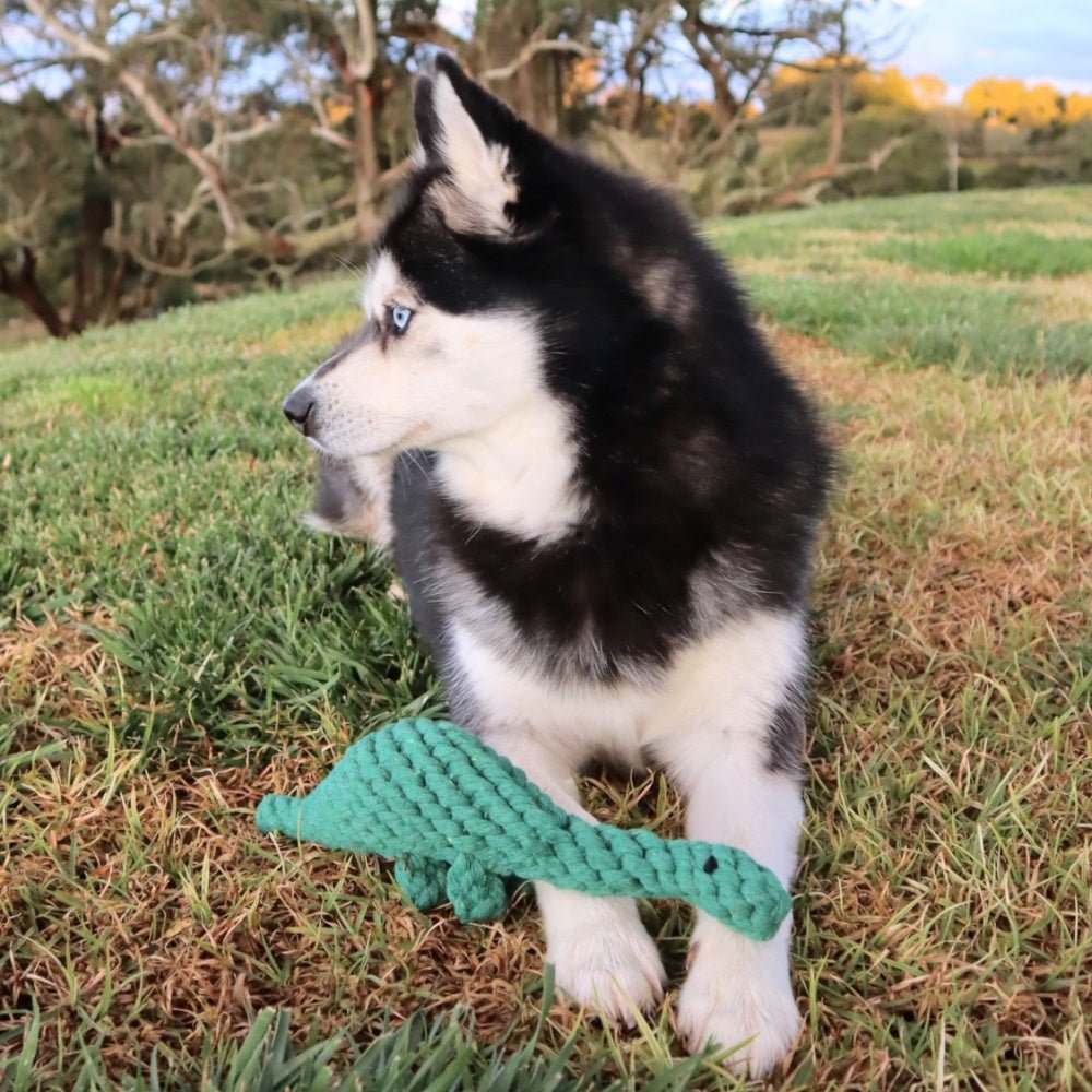 Dinosaur Rope Dog Toy - Rope Toys from . at DoggyTopia