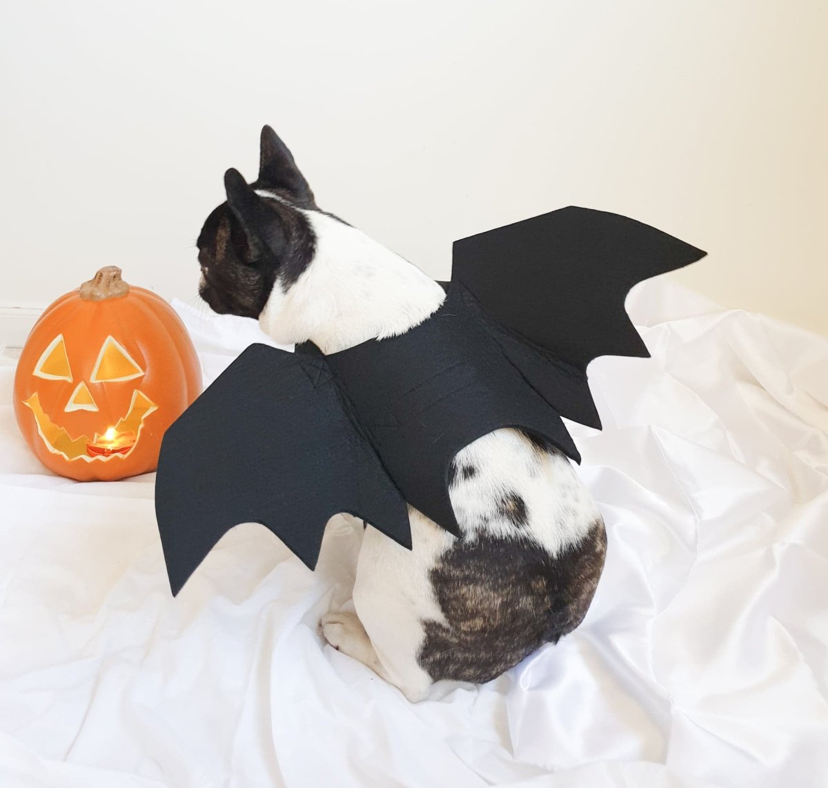 Dog Bat Wings Halloween Costume - Costumes from . at DoggyTopia