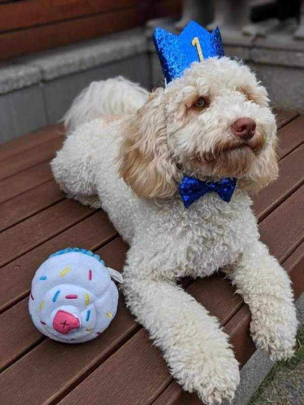 Dog Birthday Crown & Bow Tie Collar - Blue, Custom Age - Dog Party Hats from . at DoggyTopia