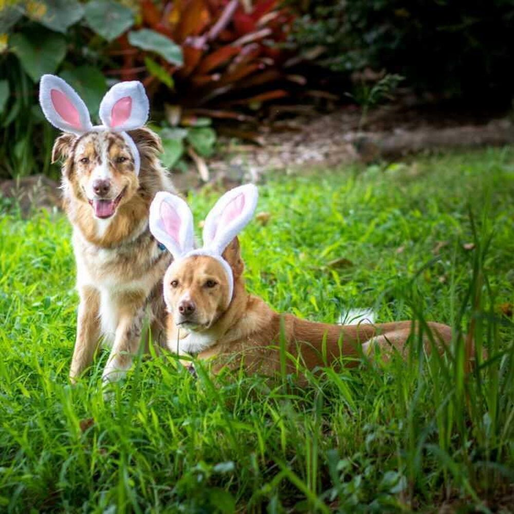 Dog Bunny Ears - Easter Costumes from . at DoggyTopia