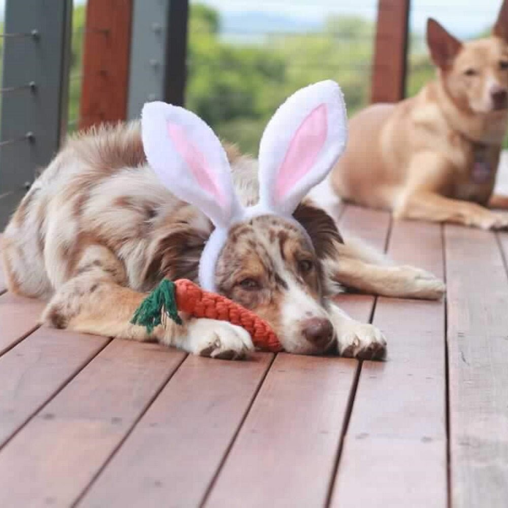 Dog Bunny Ears - Easter Costumes from . at DoggyTopia
