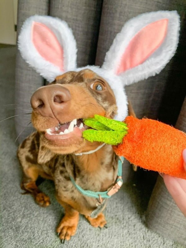 Dog Bunny Ears - Easter Costumes from . at DoggyTopia