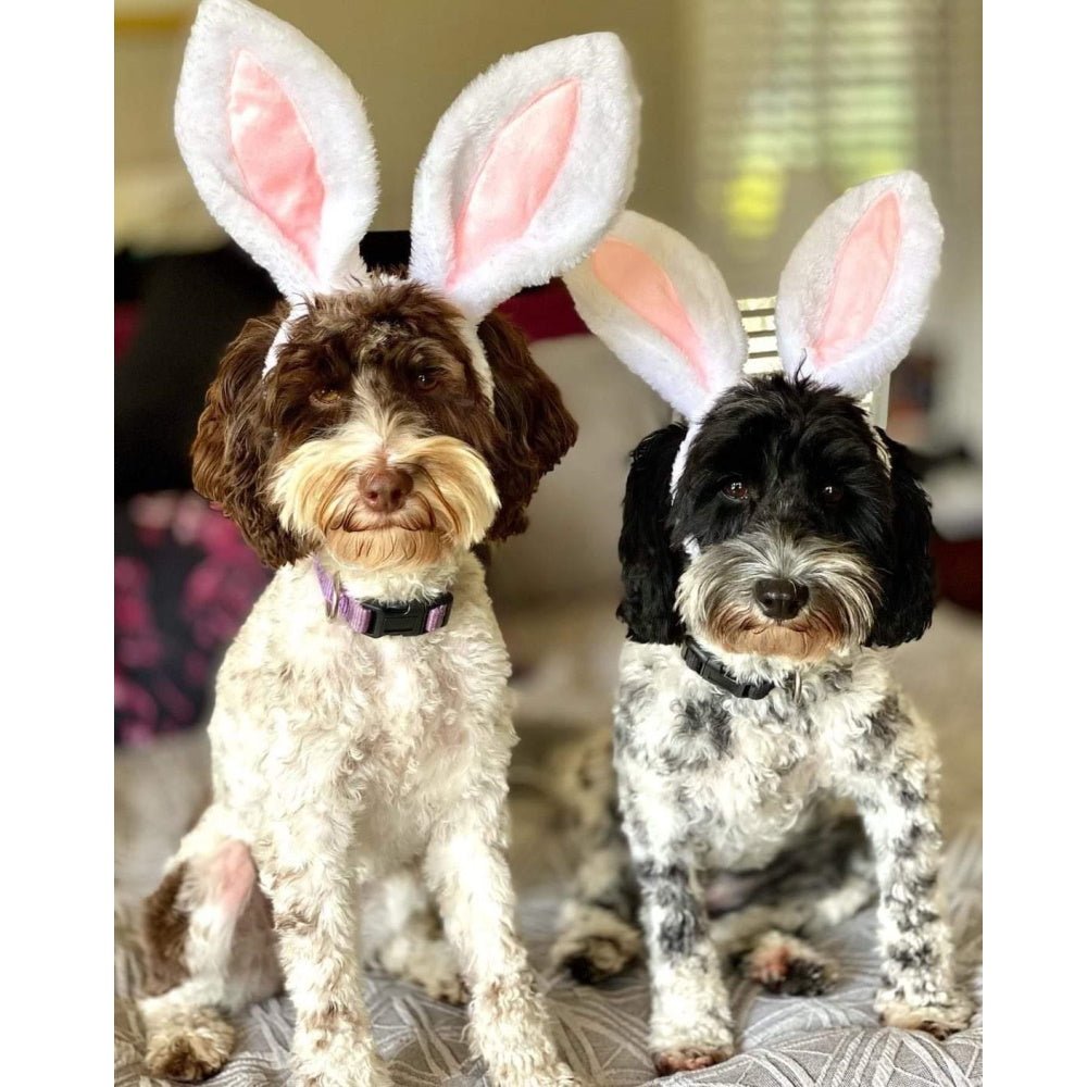 Dog Bunny Ears - Easter Costumes from . at DoggyTopia