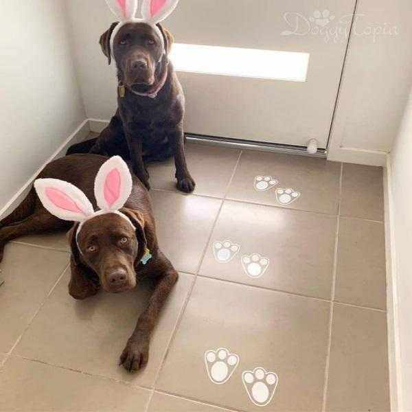 Dog Bunny Ears - Easter Costumes from . at DoggyTopia