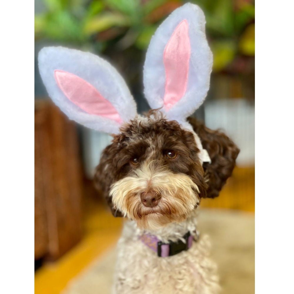 Dog Bunny Ears - Easter Costumes from . at DoggyTopia