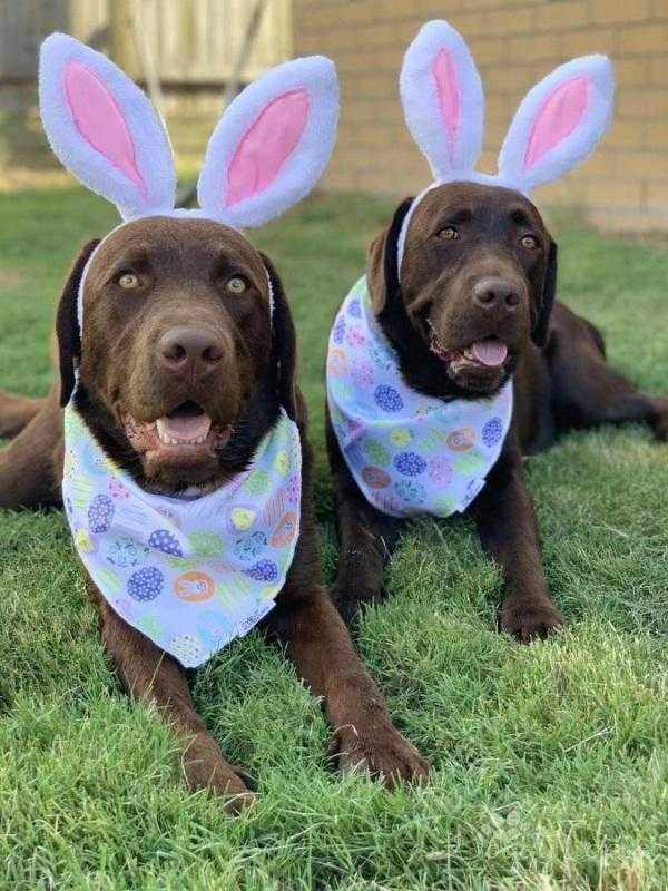 Dog Bunny Ears - Easter Costumes from . at DoggyTopia