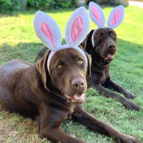 Dog Bunny Ears - Easter Costumes from . at DoggyTopia