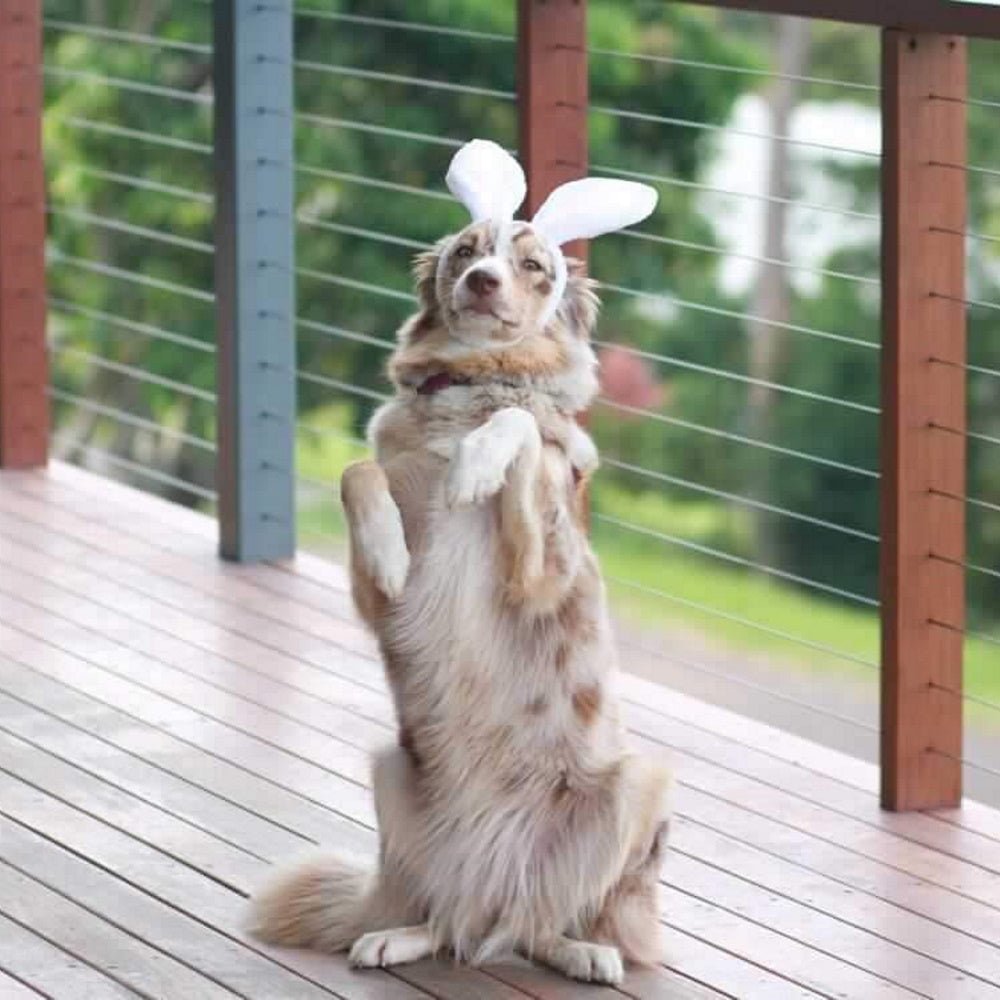 Dog Bunny Ears - Easter Costumes from . at DoggyTopia