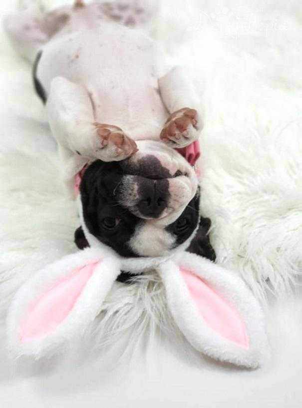 Dog Bunny Ears - Easter Costumes from . at DoggyTopia