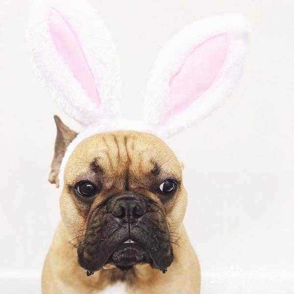 Dog Bunny Ears - Easter Costumes from . at DoggyTopia