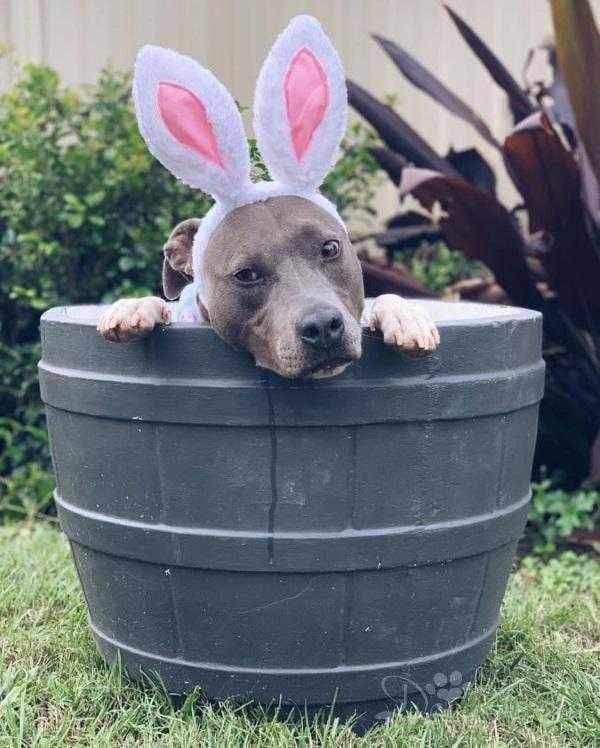 Dog Bunny Ears - Easter Costumes from . at DoggyTopia