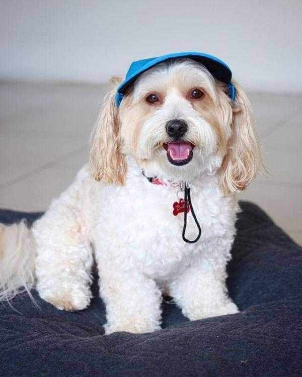 Dog Cap - Blue - Dog Hats from . at DoggyTopia
