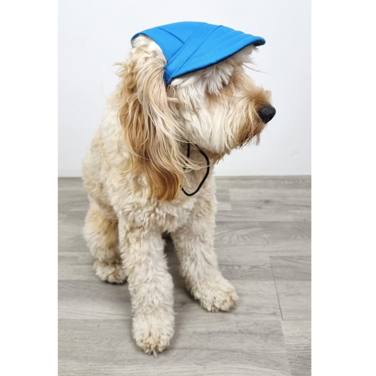 Dog Cap - Blue - Dog Hats from . at DoggyTopia