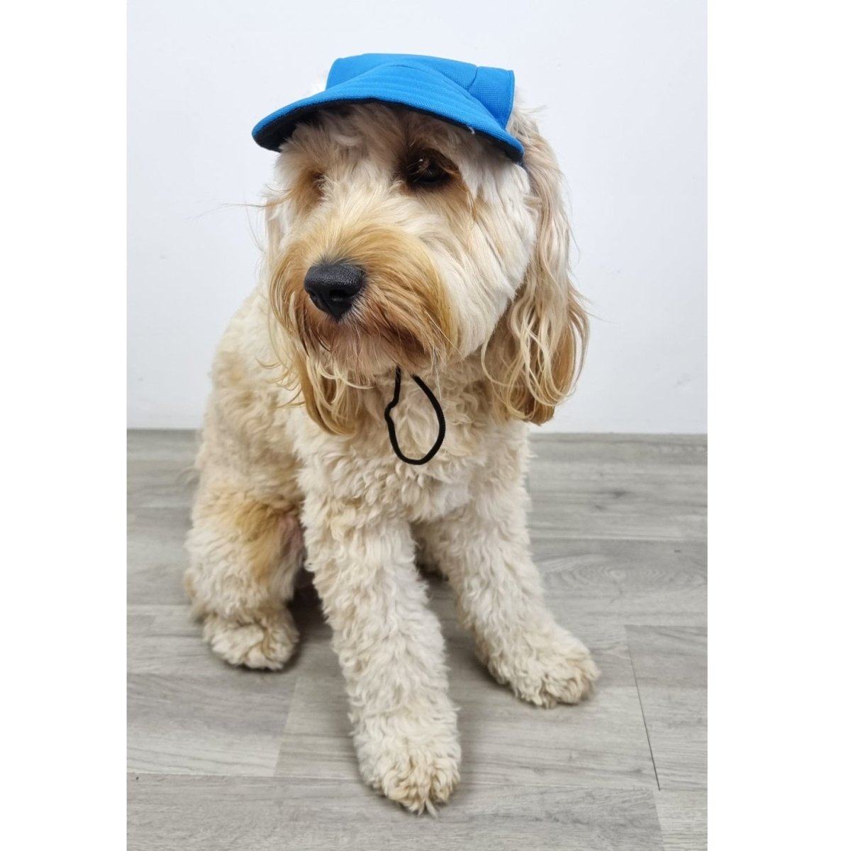 Dog Cap - Blue - Dog Hats from . at DoggyTopia