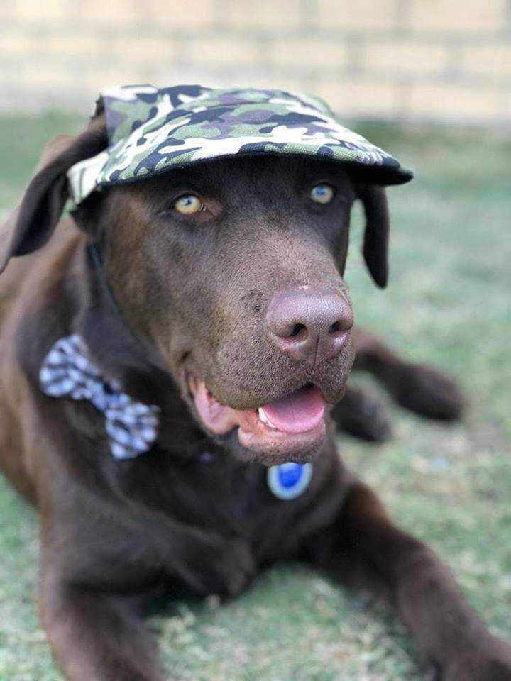 Dog Cap - Camouflage - Dog Hats from . at DoggyTopia