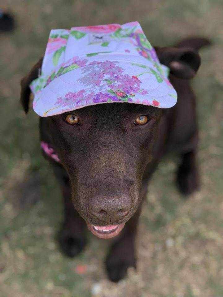 Dog Cap - Floral - Dog Hats from . at DoggyTopia