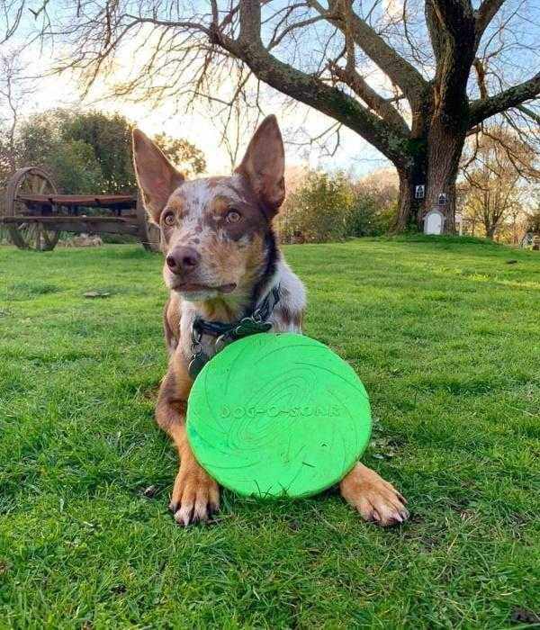Dog - O - Soar Frisbee - Interactive Toys from . at DoggyTopia