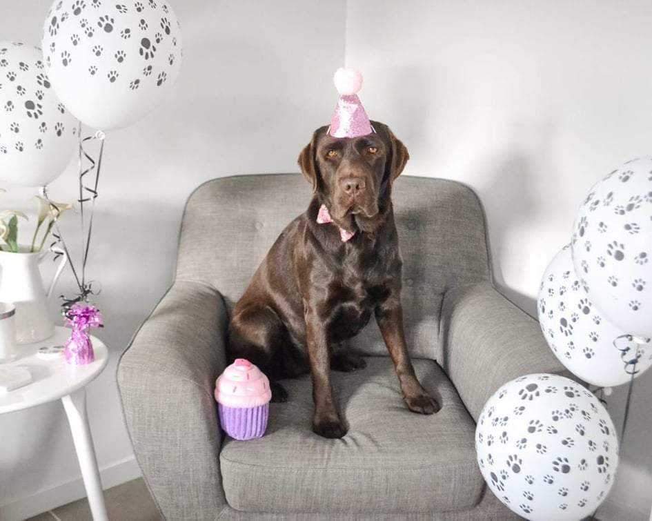 Dog Party Hat & Bow Tie Collar - Custom Age - Dog Party Hats from . at DoggyTopia