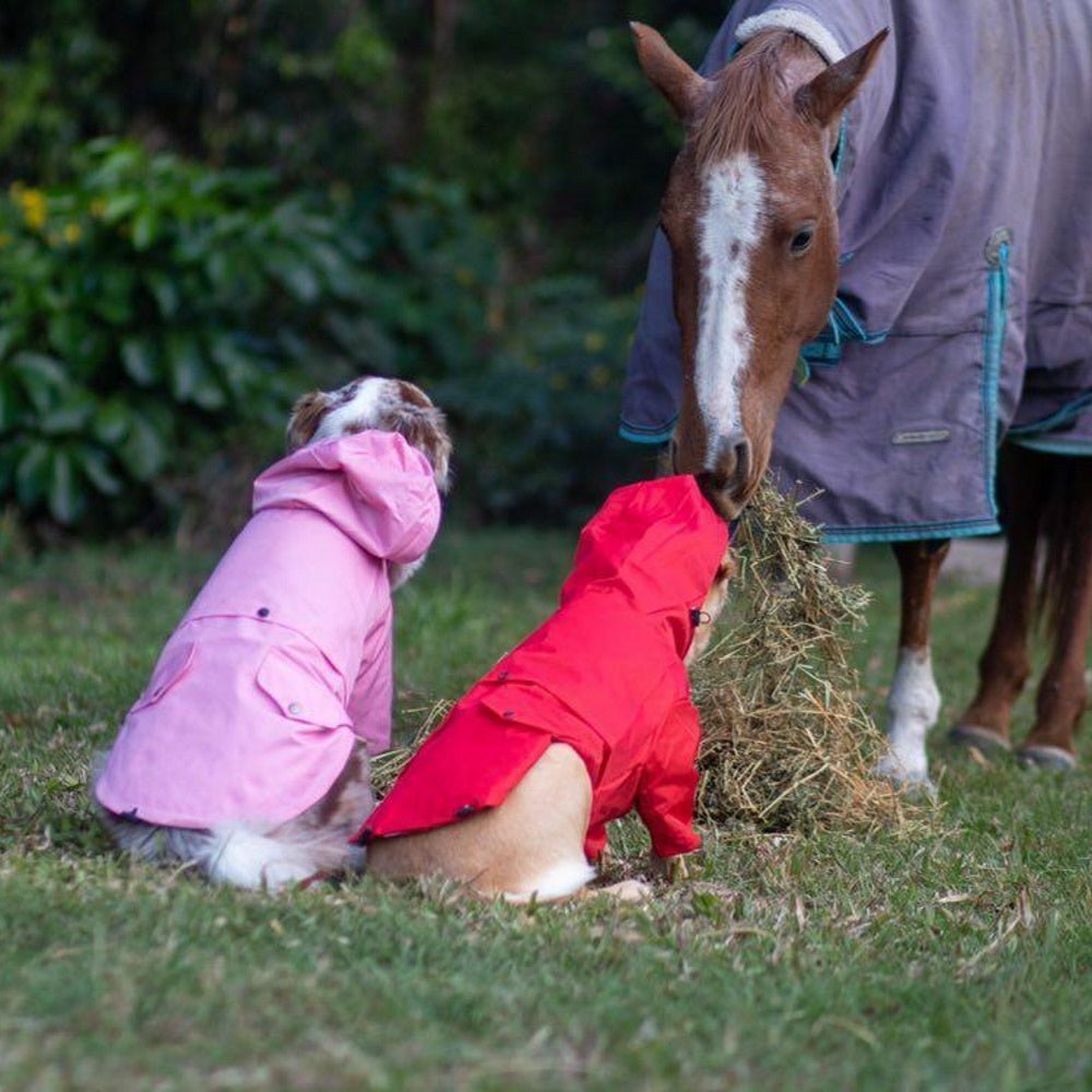 Dog Raincoat - Pink - Raincoats from . at DoggyTopia