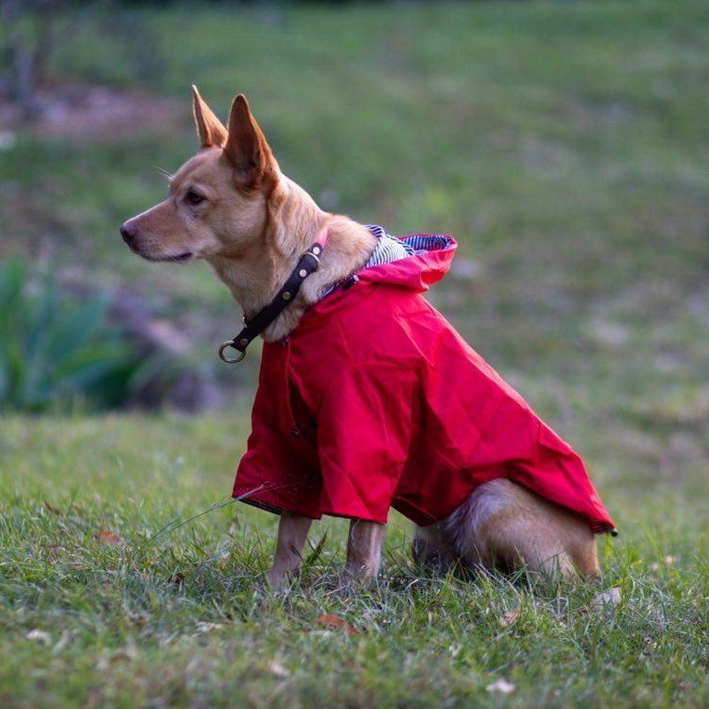 Dog Raincoat - Red - Raincoats from . at DoggyTopia