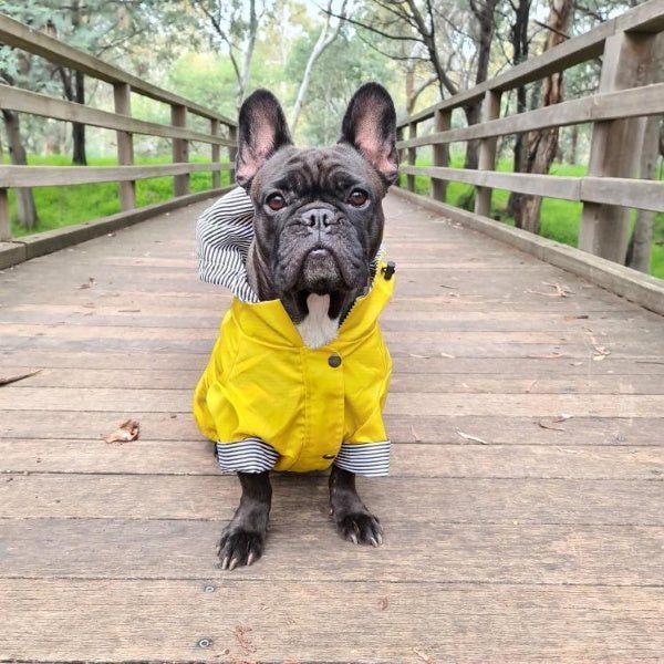 Dog Raincoat - Yellow - Raincoats from . at DoggyTopia