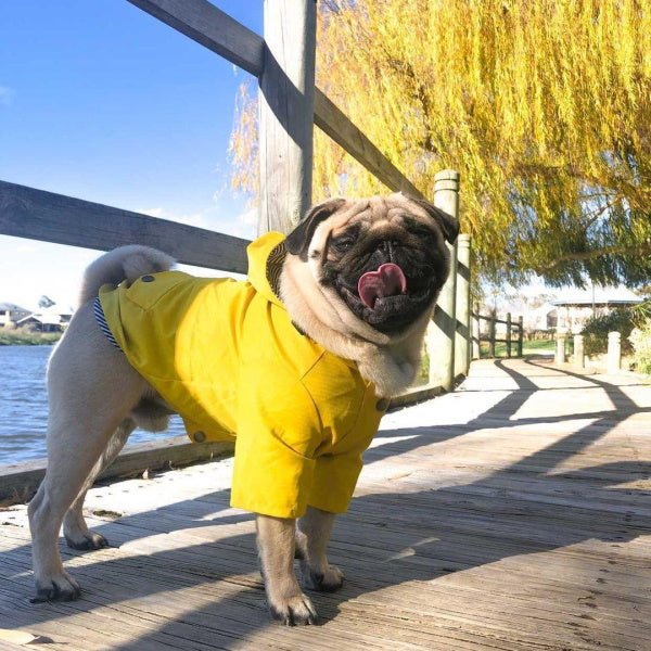 Dog Raincoat - Yellow - Raincoats from . at DoggyTopia
