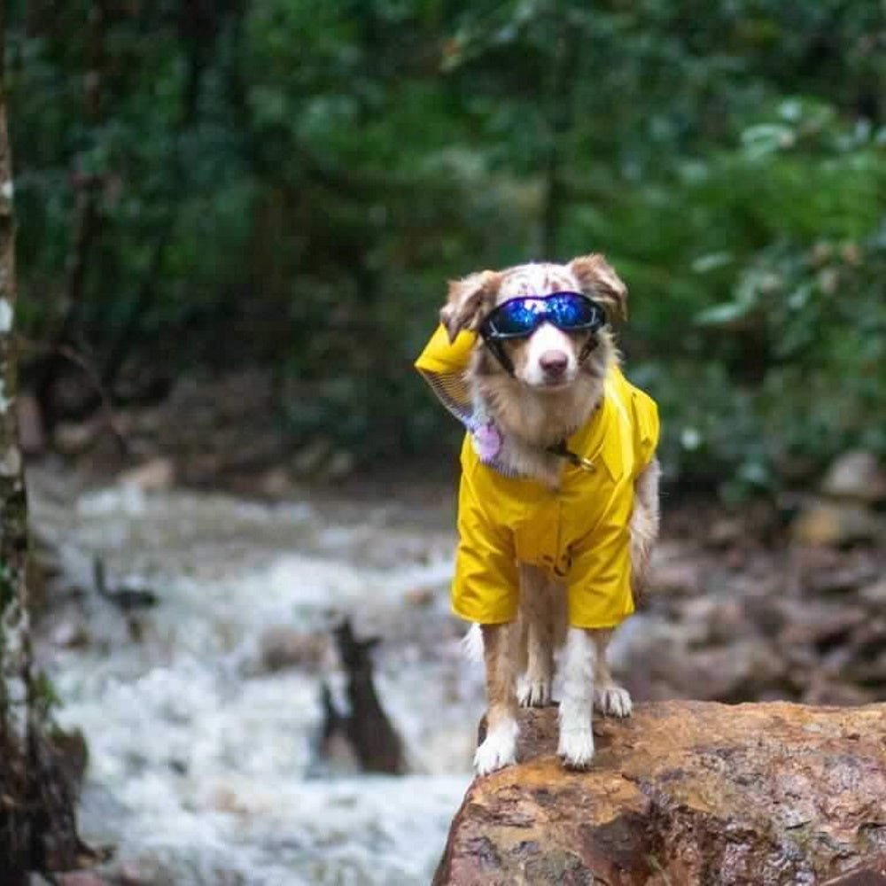 Dog Raincoat - Yellow - Raincoats from . at DoggyTopia